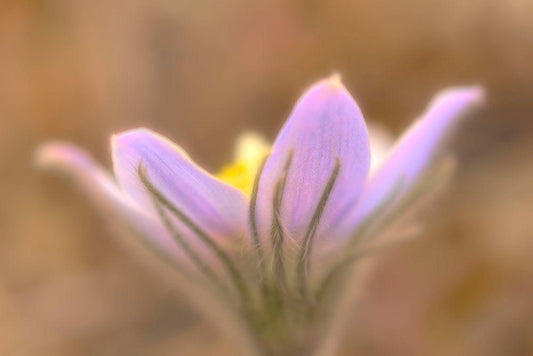 Image Only