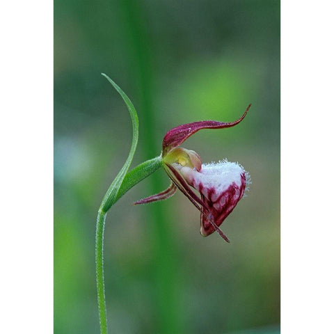Canada-Manitoba-Sandilands Provincial Forest Rams-head ladys-slipper flower close-up Black Modern Wood Framed Art Print by Jaynes Gallery