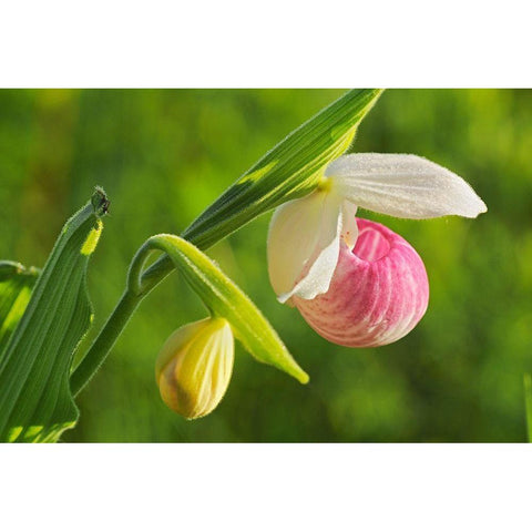 Canada-Manitoba-Richer Showy ladys slipper orchid close-up Black Modern Wood Framed Art Print with Double Matting by Jaynes Gallery