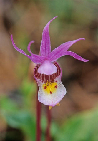 Canada-Manitoba-Agassiz Provincial Forest Calypso orchid close-up Black Ornate Wood Framed Art Print with Double Matting by Jaynes Gallery