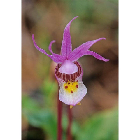 Canada-Manitoba-Agassiz Provincial Forest Calypso orchid close-up Black Modern Wood Framed Art Print by Jaynes Gallery
