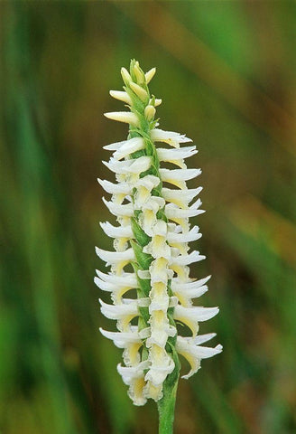 Canada-Manitoba-Tall-grass Prairie Preserve Great Plains ladys tresses orchids White Modern Wood Framed Art Print with Double Matting by Jaynes Gallery