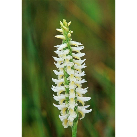 Canada-Manitoba-Tall-grass Prairie Preserve Great Plains ladys tresses orchids Black Modern Wood Framed Art Print with Double Matting by Jaynes Gallery