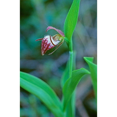 Canada-Manitoba-Gypsumville Rams-head ladys-slipper flower close-up Black Modern Wood Framed Art Print by Jaynes Gallery
