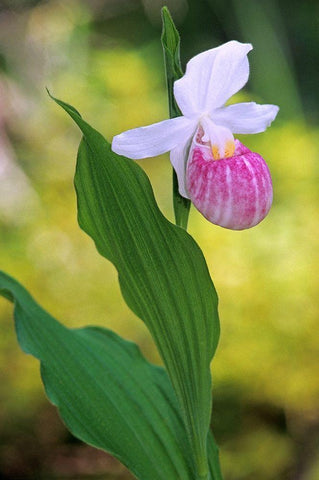 Canada-Manitoba-Agassiz Provincial Forest Showy ladys slipper orchid close-up Black Ornate Wood Framed Art Print with Double Matting by Jaynes Gallery