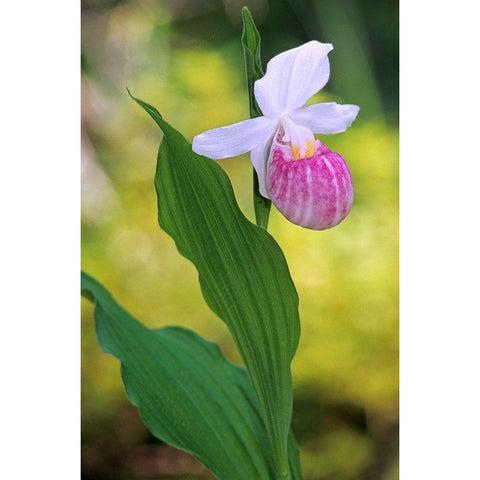 Canada-Manitoba-Agassiz Provincial Forest Showy ladys slipper orchid close-up Black Modern Wood Framed Art Print with Double Matting by Jaynes Gallery