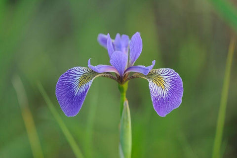 Canada-Manitoba-Whiteshell Provincial Park Blue flag iris in field Black Ornate Wood Framed Art Print with Double Matting by Jaynes Gallery