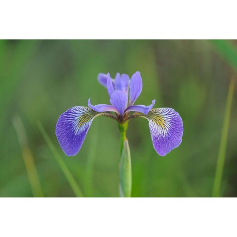 Canada-Manitoba-Whiteshell Provincial Park Blue flag iris in field Black Modern Wood Framed Art Print by Jaynes Gallery