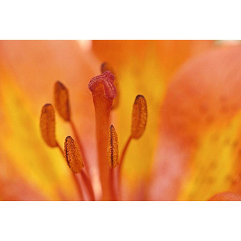 Canada-Manitoba-Tall-grass Prairie Preserve Wood lily detail White Modern Wood Framed Art Print by Jaynes Gallery