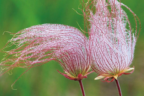 Canada-Manitoba-Birds Hill Provincial Park Three-flowered avens close-up White Modern Wood Framed Art Print with Double Matting by Jaynes Gallery