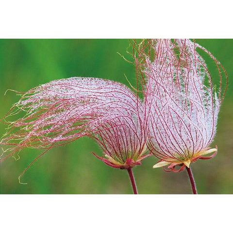 Canada-Manitoba-Birds Hill Provincial Park Three-flowered avens close-up Black Modern Wood Framed Art Print by Jaynes Gallery