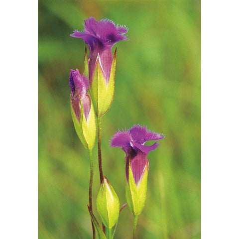 Canada-Manitoba-Tall-grass Prairie Preserve Fringed gentian flowers close-up White Modern Wood Framed Art Print by Jaynes Gallery