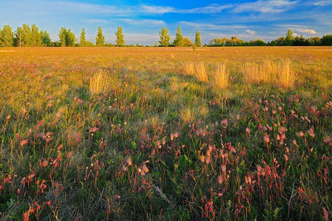Canada-Manitoba-Birds Hill Provincial Park Three-flowered avens flowers and seed heads in field Black Ornate Wood Framed Art Print with Double Matting by Jaynes Gallery