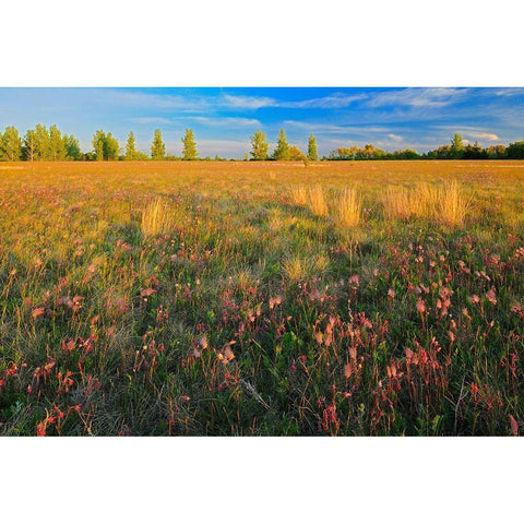 Canada-Manitoba-Birds Hill Provincial Park Three-flowered avens flowers and seed heads in field Gold Ornate Wood Framed Art Print with Double Matting by Jaynes Gallery