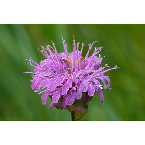 Canada-Manitoba-Winnipeg Wild bergamot flower close-up Gold Ornate Wood Framed Art Print with Double Matting by Jaynes Gallery