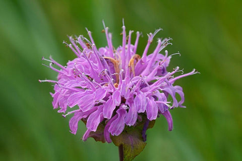 Canada-Manitoba-Winnipeg Wild bergamot flower close-up Black Ornate Wood Framed Art Print with Double Matting by Jaynes Gallery