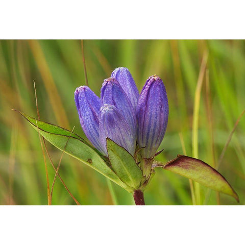 Canada-Manitoba-Tall-grass Prairie Preserve Closed gentian flower close-up White Modern Wood Framed Art Print by Jaynes Gallery