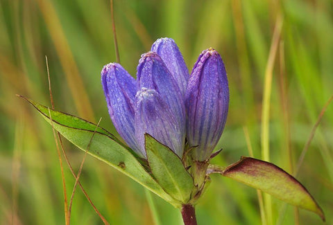 Canada-Manitoba-Tall-grass Prairie Preserve Closed gentian flower close-up White Modern Wood Framed Art Print with Double Matting by Jaynes Gallery