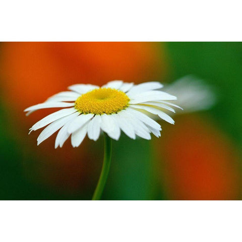 Canada-Manitoba-Winnipeg Common daisy flower close-up White Modern Wood Framed Art Print by Jaynes Gallery