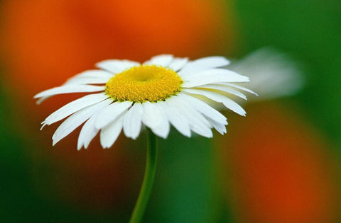 Canada-Manitoba-Winnipeg Common daisy flower close-up Black Ornate Wood Framed Art Print with Double Matting by Jaynes Gallery