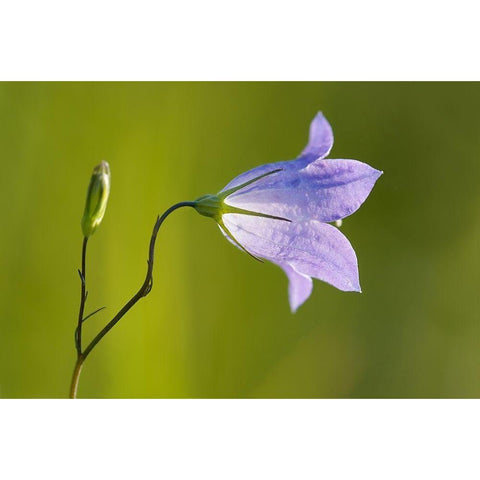 Canada-Manitoba-Winnipeg Close-up of harebells blossom Gold Ornate Wood Framed Art Print with Double Matting by Jaynes Gallery