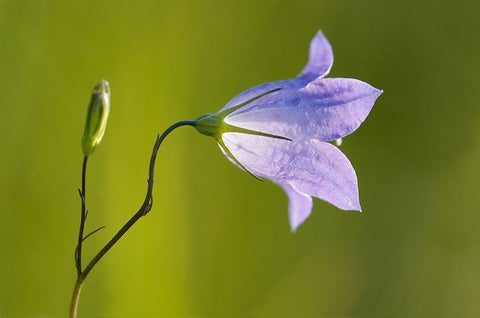 Canada-Manitoba-Winnipeg Close-up of harebells blossom White Modern Wood Framed Art Print with Double Matting by Jaynes Gallery
