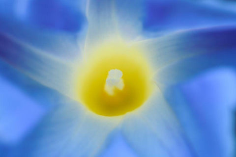 Canada-Manitoba-Winnipeg Morning glory blossom close-up Black Ornate Wood Framed Art Print with Double Matting by Jaynes Gallery