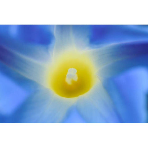 Canada-Manitoba-Winnipeg Morning glory blossom close-up Black Modern Wood Framed Art Print with Double Matting by Jaynes Gallery