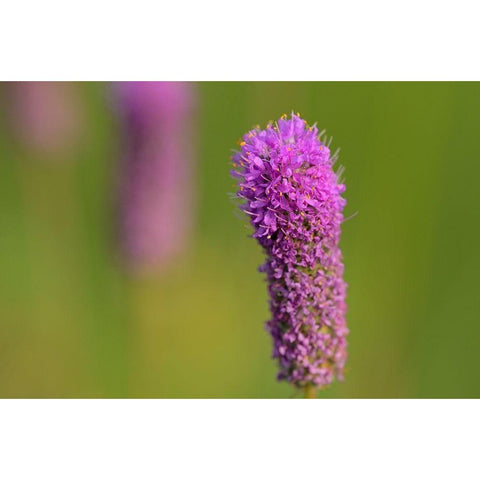 Canada-Manitoba-Winnipeg Purple prairie clover close-up Gold Ornate Wood Framed Art Print with Double Matting by Jaynes Gallery