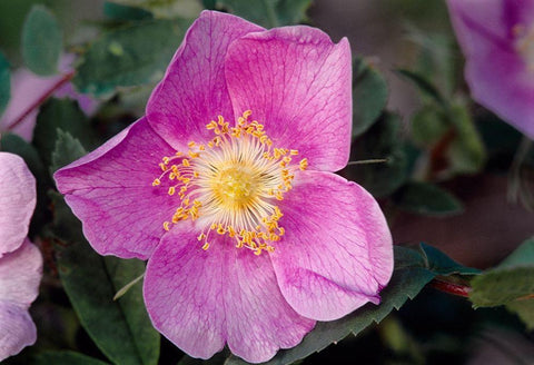 Canada-Manitoba-Nopiming Provincial Park Pink rose blossom close-up Black Ornate Wood Framed Art Print with Double Matting by Jaynes Gallery