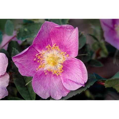 Canada-Manitoba-Nopiming Provincial Park Pink rose blossom close-up Black Modern Wood Framed Art Print by Jaynes Gallery