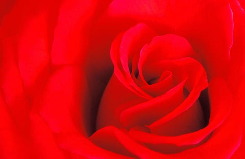Canada-Manitoba-Winnipeg Detail of red rose White Modern Wood Framed Art Print with Double Matting by Jaynes Gallery