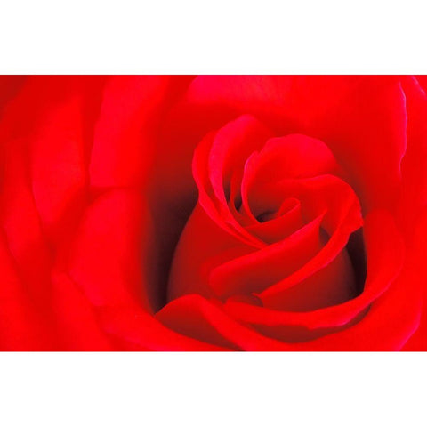 Canada-Manitoba-Winnipeg Detail of red rose Black Modern Wood Framed Art Print with Double Matting by Jaynes Gallery