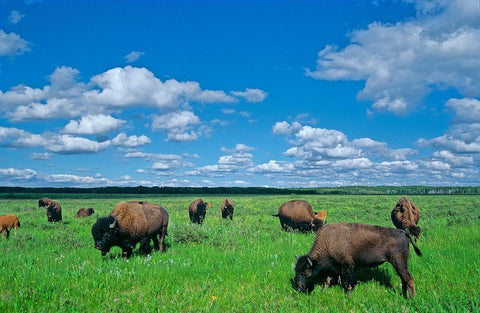 Canada-Manitoba-Riding Mountain National Park Herd of American plains bison grazing on prairie White Modern Wood Framed Art Print with Double Matting by Jaynes Gallery