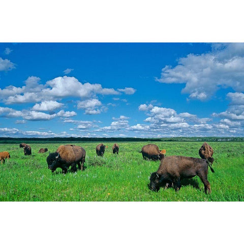 Canada-Manitoba-Riding Mountain National Park Herd of American plains bison grazing on prairie White Modern Wood Framed Art Print by Jaynes Gallery