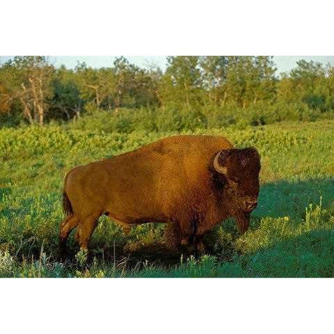 Canada-Manitoba-Riding Mountain National Park Close-up of male American plains bison Gold Ornate Wood Framed Art Print with Double Matting by Jaynes Gallery