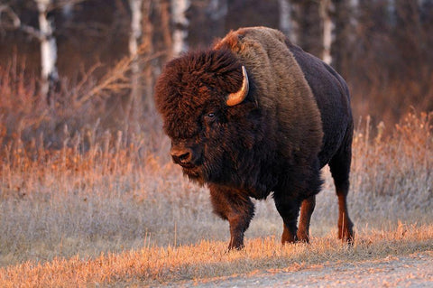 Canada-Manitoba-Riding Mountain National Park Close-up of male American plains bison White Modern Wood Framed Art Print with Double Matting by Jaynes Gallery