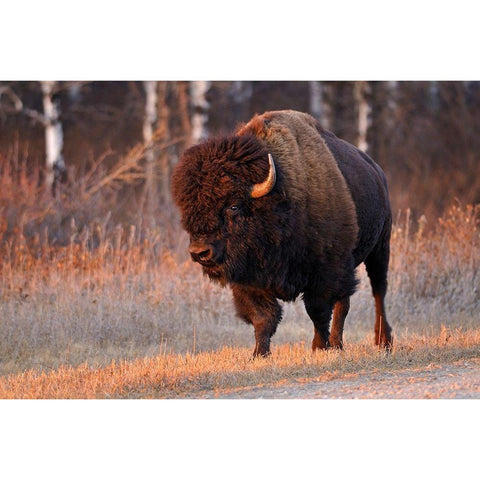 Canada-Manitoba-Riding Mountain National Park Close-up of male American plains bison Black Modern Wood Framed Art Print by Jaynes Gallery