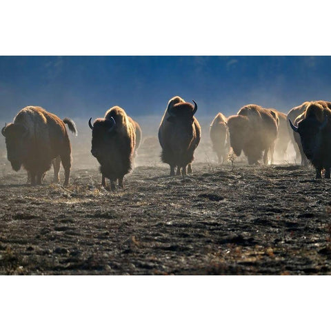 Canada-Manitoba-Riding Mountain National Park Herd of American plains bison on burned prairie Gold Ornate Wood Framed Art Print with Double Matting by Jaynes Gallery