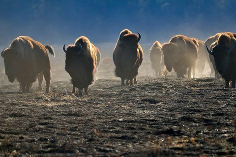 Canada-Manitoba-Riding Mountain National Park Herd of American plains bison on burned prairie Black Ornate Wood Framed Art Print with Double Matting by Jaynes Gallery