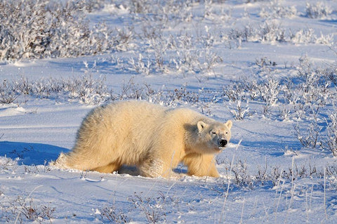 Canada-Manitoba-Churchill Polar bear walking through snow in evening light White Modern Wood Framed Art Print with Double Matting by Jaynes Gallery