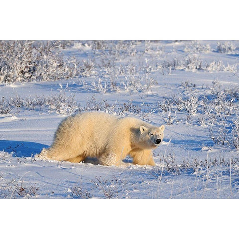 Canada-Manitoba-Churchill Polar bear walking through snow in evening light Black Modern Wood Framed Art Print by Jaynes Gallery