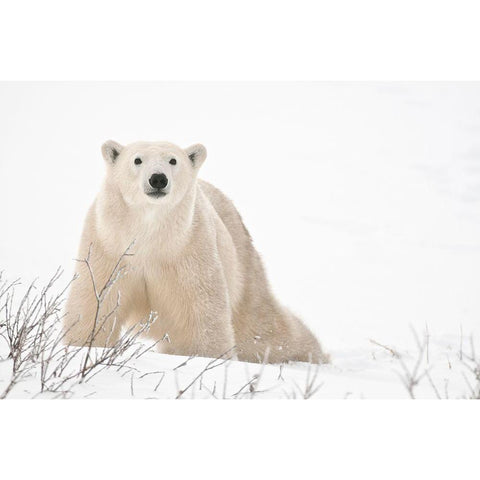 Canada-Manitoba-Churchill Polar bear on frozen tundra Gold Ornate Wood Framed Art Print with Double Matting by Jaynes Gallery