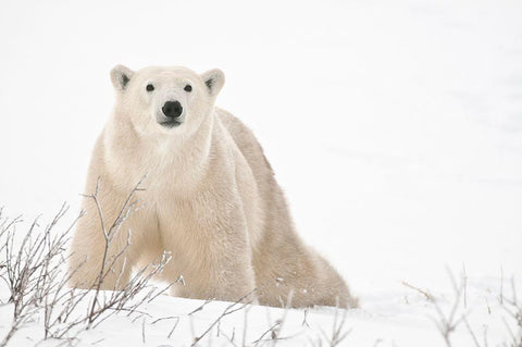 Canada-Manitoba-Churchill Polar bear on frozen tundra Black Ornate Wood Framed Art Print with Double Matting by Jaynes Gallery