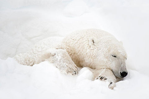 Canada-Manitoba-Churchill Polar bear sleeping in snow Black Ornate Wood Framed Art Print with Double Matting by Jaynes Gallery