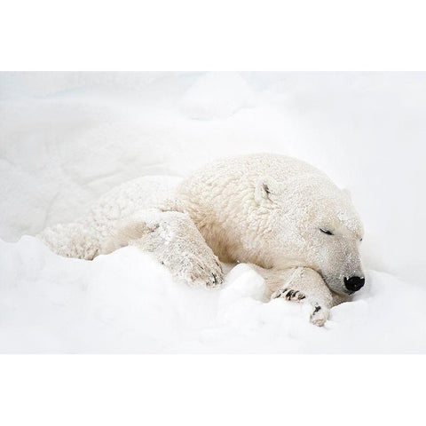 Canada-Manitoba-Churchill Polar bear sleeping in snow Black Modern Wood Framed Art Print by Jaynes Gallery
