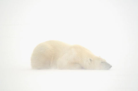 Canada-Manitoba-Churchill Polar bear sleeping on snow in fog Black Ornate Wood Framed Art Print with Double Matting by Jaynes Gallery