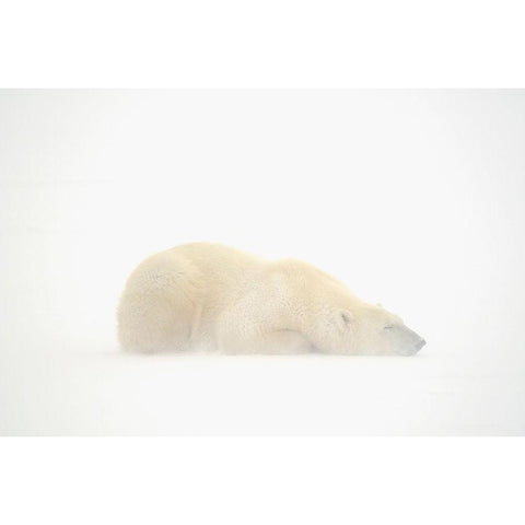 Canada-Manitoba-Churchill Polar bear sleeping on snow in fog Black Modern Wood Framed Art Print by Jaynes Gallery