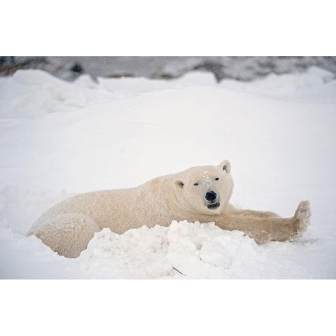 Canada-Manitoba-Churchill Polar bear resting in snow Black Modern Wood Framed Art Print with Double Matting by Jaynes Gallery