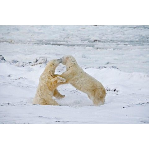 Canada-Manitoba-Churchill Young polar bears sparring White Modern Wood Framed Art Print by Jaynes Gallery
